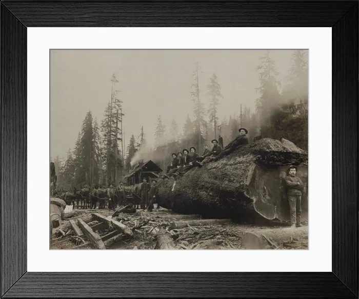 Framed Print : Large team of horses hitched to a spruce log with a 30 foot girth. The log is set on a corduroy road of spaced logs to reduce friction with the earth