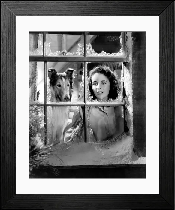 Framed Print : COURAGE OF LASSIE, Elizabeth Taylor, 1946