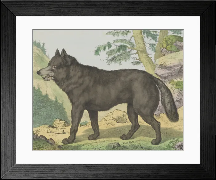 Framed Print : Wolf, by Jos. Scholz and J. Scotti, c. 1830-80, Dutch Print, lithograph. Portrait of wolf in a mountain landscape. (BSLOC_2016_1_243)