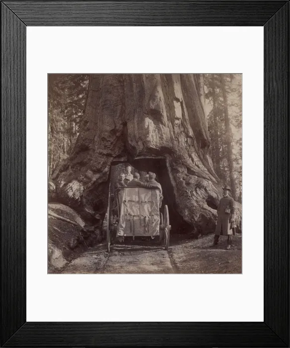 Framed Print : President Theodore Roosevelts carriage driving through the tunnel in Wawona, a giant sequoia. Mariposa Grove, California, May 15, 1903 Framed Print : President Theodore Roosevelts carriage driving through the tunnel in Wawona, a giant sequoia. Mariposa Grove, California, May 15, 1903