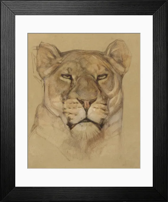 Framed Print : Head of Lioness, Bernard Willem Wierink, c. 1900-30, Dutch watercolor painting. (BSLOC_2016_1_285)