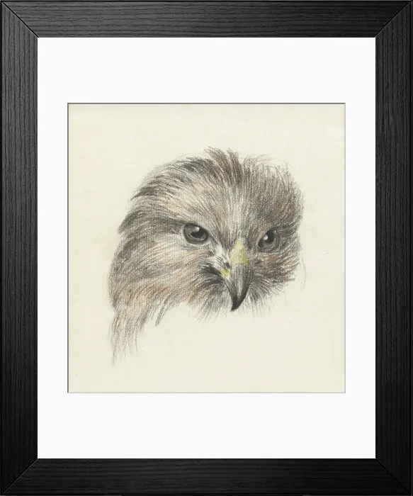 Framed Print : Head of a Raptor, by Jean Bernard, 1825, Dutch chalk and pencil drawing. (BSLOC_2016_1_276) Framed Print : Head of a Raptor, by Jean Bernard, 1825, Dutch chalk and pencil drawing. (BSLOC_2016_1_276)