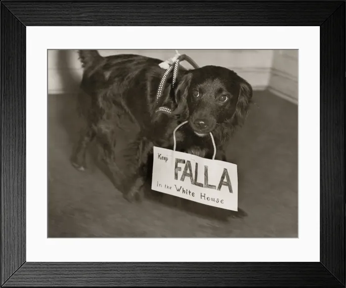 Framed Print : Franklin Roosevelt's 1944 campaign enlisted dogs to do their part. A canine supporter carries a sign, Keep Falla in the White House. (BSLOC_2013_5_147) Framed Print : Franklin Roosevelt's 1944 campaign enlisted dogs to do their part. A canine supporter carries a sign, Keep Falla in the White House. (BSLOC_2013_5_147)