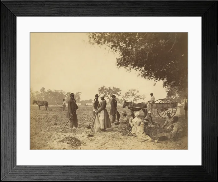 Framed Print : Freed slaves planting sweet potatoes at the Hopkinson plantation on Edisto Island, South Carolina, 1862