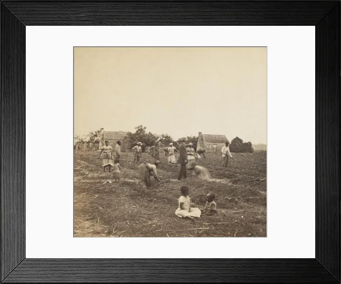 Framed Print : Previously enslaved African Americans in a cotton field on the Saint Helena Island, SC, 1863-66