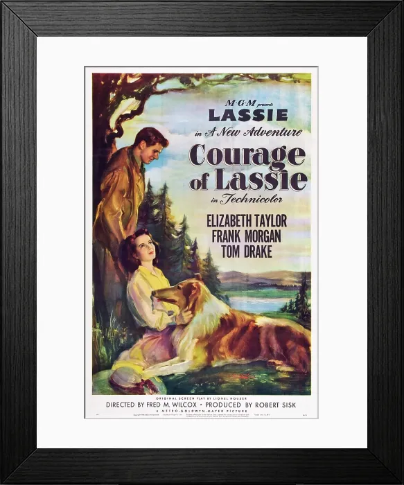 Framed Print : COURAGE OF LASSIE, US poster, from top right: Tom Drake, Elizabeth Taylor, Lassie, 1946 Framed Print : COURAGE OF LASSIE, US poster, from top right: Tom Drake, Elizabeth Taylor, Lassie, 1946
