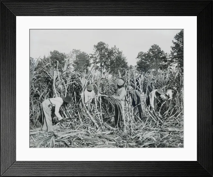 Framed Print : African American students cutting sugar cane, on the 700 acre Marshall Farm, Tuskegee Institute, c. 1902