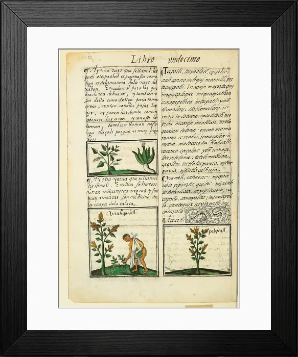 Framed Print : Historia General de las Cosas de Nueva Espaa Aztec Chronicles, by Unknown Artist, 1575 - 1577 about, 16th Century, - Italy, Tuscany, Florence, Medicean Laurentian Library. All
