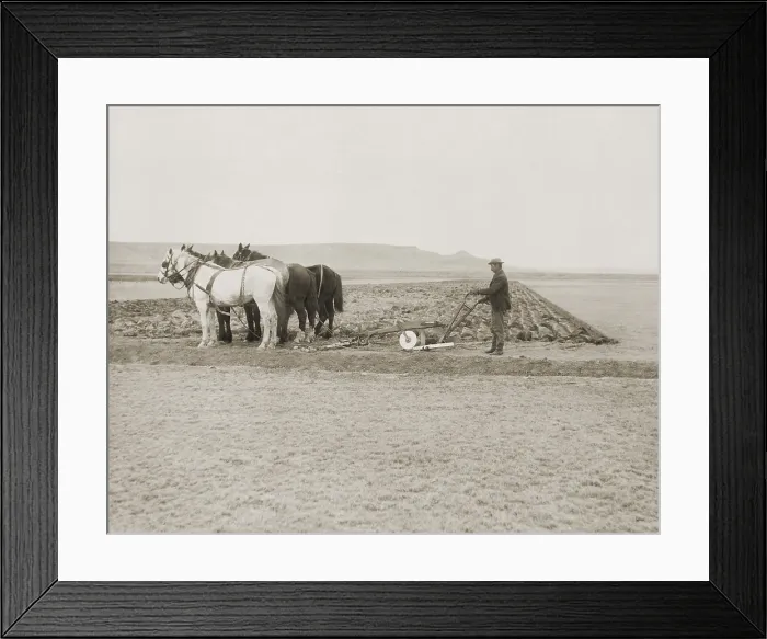 Framed Print : A farmer turns over the first sod on a new homestead in Sun River, Montana, November 1908. This photograph by Walter J