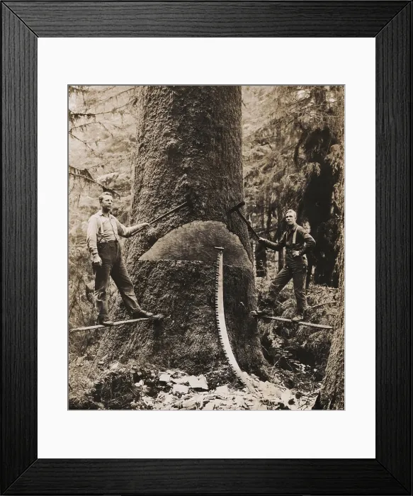 Framed Print : Lumbermen harvesting a giant tree in Washington state. They work on thin wood platforms pounded into the tree, with axes and a two-man saw Framed Print : Lumbermen harvesting a giant tree in Washington state. They work on thin wood platforms pounded into the tree, with axes and a two-man saw