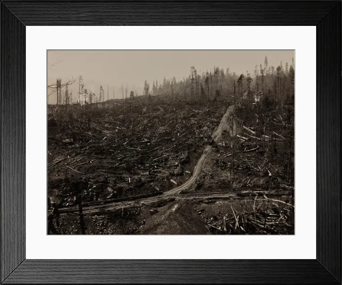 Framed Print : Railroad tracks run through clear cut with steep uphill grade in the Korbel area of Humboldt County, California, ca. 1900 (BSLOC_2020_1_51)