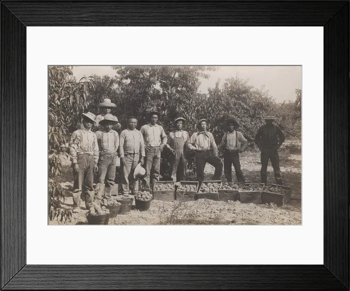 Framed Print : Chinese fruit pickers in the western US. The photo was published as a postcard the early 20th century (BSLOC_2020_1_61) Framed Print : Chinese fruit pickers in the western US. The photo was published as a postcard the early 20th century (BSLOC_2020_1_61)