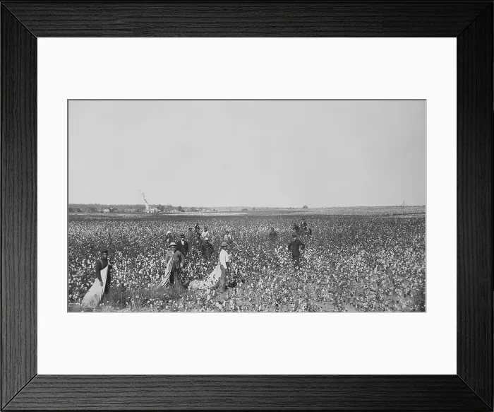Framed Print : African Americans picking cotton in an Oklahoma field, ca. 1897-1898. Reminiscent of the Old South, mounted overseer is nearby (BSLOC_2020_1_62) Framed Print : African Americans picking cotton in an Oklahoma field, ca. 1897-1898. Reminiscent of the Old South, mounted overseer is nearby (BSLOC_2020_1_62)