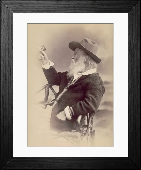 Framed Print : Walt Whitman, 1877, holds a cardboard butterfly while seated. The photograph by W. Curtis Taylor was intended to be the frontispiece for a new edition of Leaves of Grass