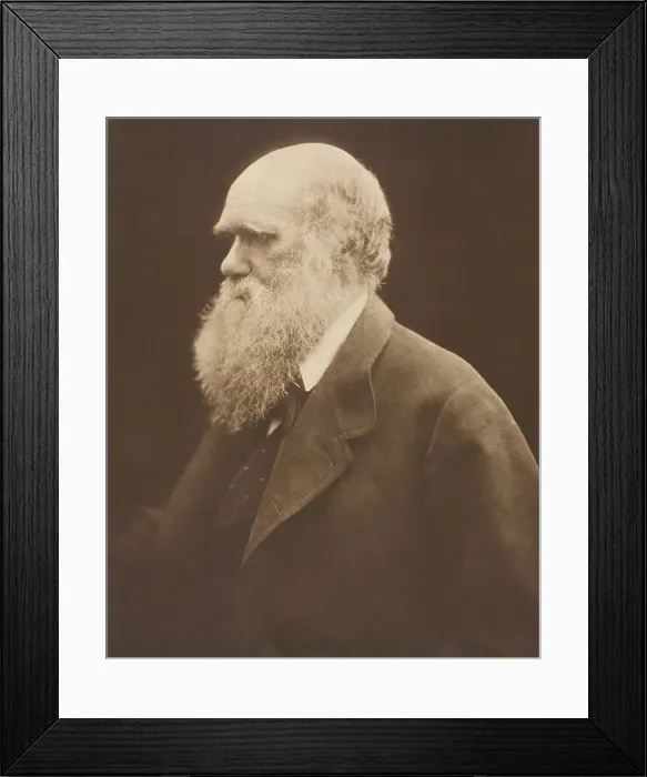 Framed Print : Charles Darwin, ca. 1868, by Julia Margaret Cameron. The author of On the Origin of Species at age 69