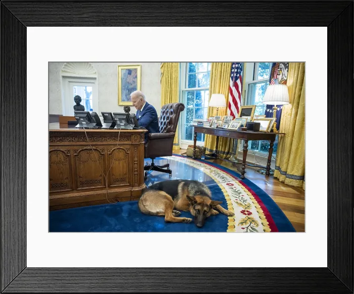 Framed Print : Commander, the Bidens German shepherd, waits by the Resolute Desk as President Joe Biden meets with staff in the Oval Office, Sept. 27, 2022. (BSLOC_2022_7_51)