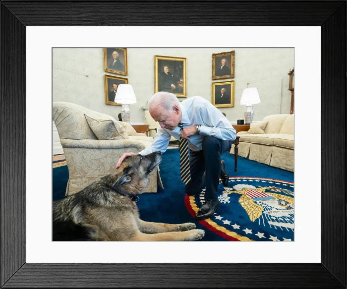Framed Print : President Joe Biden pets the older and calmer family dog, Champ, in the Oval Office, Feb. 24, 2021