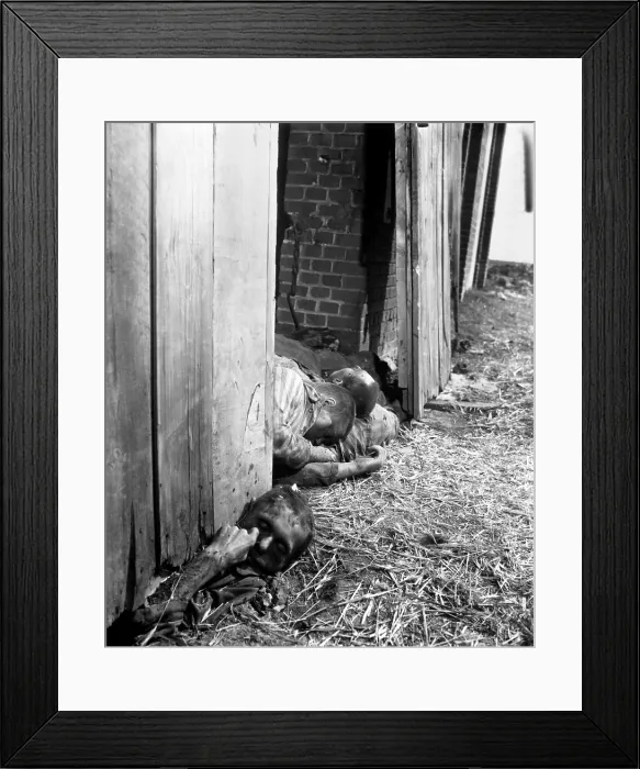 Framed Print : Victims of the Gardelegen massacre of April 13, 1945. Some of the 1, 016 Dora-Nordhausen concentration camp prisoners burned to death in a barn by SS troops