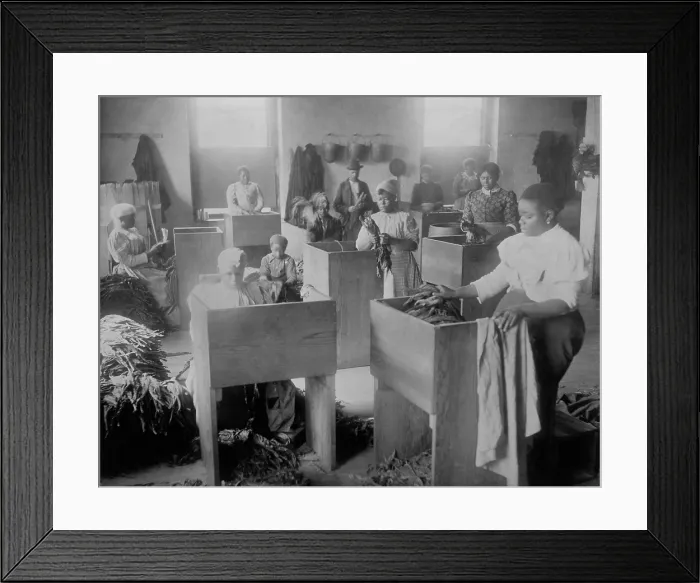 Framed Print : African Americans, mostly women, sorting tobacco in Richmond, Virginia, 1899. The photo taken at T. C. Williams & Co. was collected for W.E.B Framed Print : African Americans, mostly women, sorting tobacco in Richmond, Virginia, 1899. The photo taken at T. C. Williams & Co. was collected for W.E.B