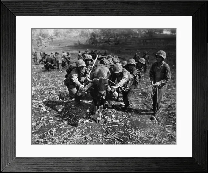 Framed Print : Marines use ox carts to transport supplies to the front lines on Saipan Framed Print : Marines use ox carts to transport supplies to the front lines on Saipan