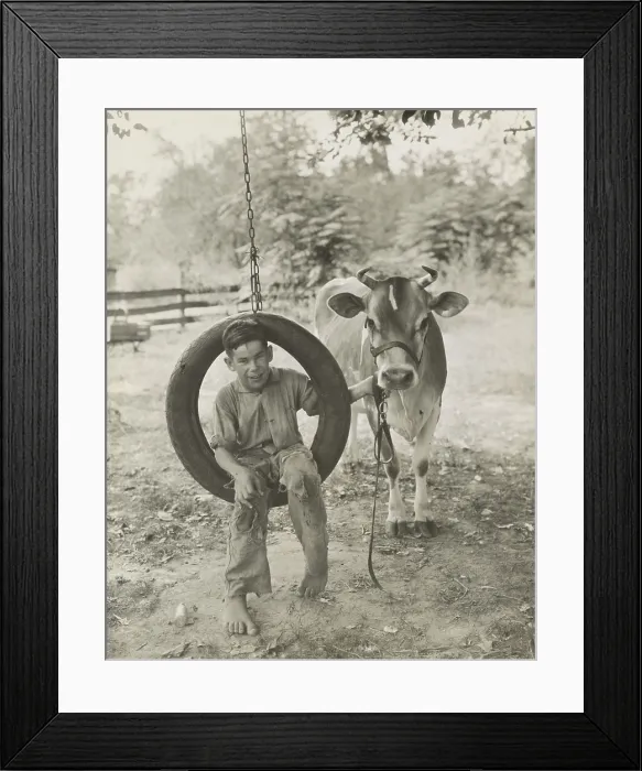Framed Print : Farm boy in a tire swing holds a bridled Guernsey cow on a tether, c. 1925-30