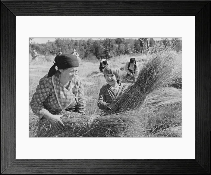 Framed Print : Russian crops harvested by a sixty-year-old collective farmer and her granddaughter in Sept. 1941 Framed Print : Russian crops harvested by a sixty-year-old collective farmer and her granddaughter in Sept. 1941