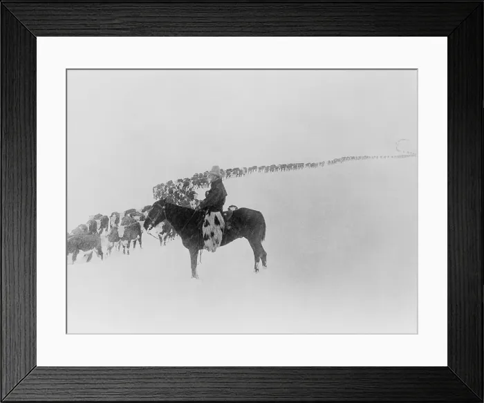 Framed Print : American cowboy on horseback watches a long line of cattle plodding through snow. Photo by Charles J. Belden, on his Pitchfork Ranch near Meeteetse, Wyoming, c