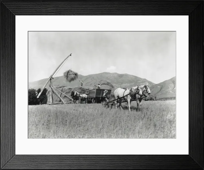 Framed Print : Three men and four horses loading grain onto a pile in an open field in Washington State in 1925