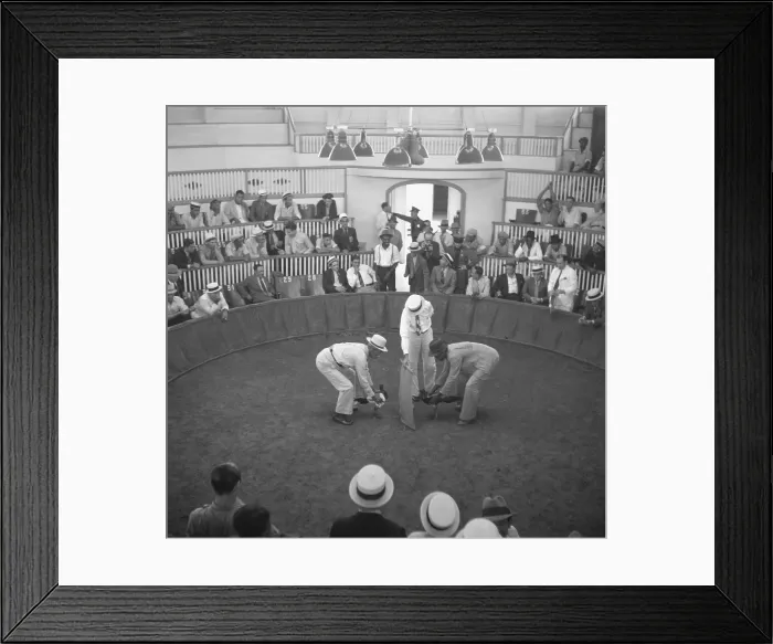 Framed Print : Cock fighting in San Juan, Puerto Rico. When the man in the center raises the cloth, the birds will see each other and start to fight. Dec. 1937. - (BSLOC_2015_1_183)