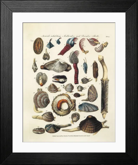 Framed Print : LINNAEUS, Carolus (1707-1778). Illustrated page with bivalve animals from Carl von Linn's book 'The General of Vermium'. Edition printed in London in 1788 Framed Print : LINNAEUS, Carolus (1707-1778). Illustrated page with bivalve animals from Carl von Linn's book 'The General of Vermium'. Edition printed in London in 1788