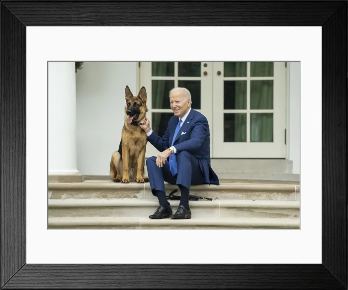 Framed Print : President Joe Biden with his dog, Commander, on National Pet Day, April 8, 2022. Commander secedes two previous White House dogs, Champ and Major