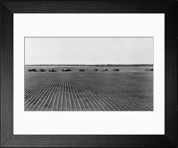 Framed Print : Tenant farmer's houses on a cotton plantation in Rolling Fork, Mississippi, May 1940. The small homes have out-houses and no utility connections. (BSLOC_2015_17_237)
