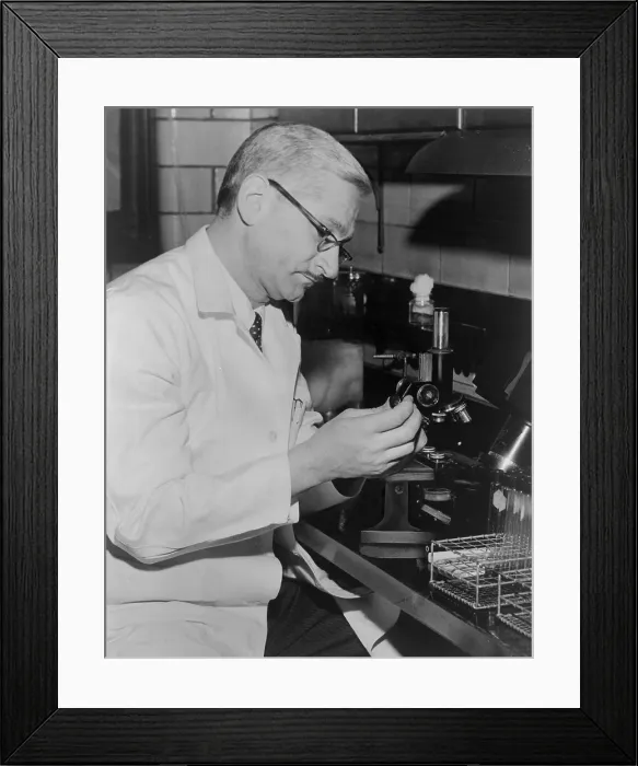 Framed Print : Dr. Albert Sabin, seated at a microscope in 1962. He developed an oral polio vaccine that was cheaper and more effective than the earlier Salk vaccine