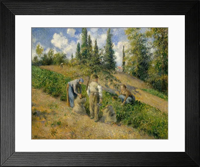 Framed Print : The Harvest, Pontoise, by Camille Pissarro, 1881, French impressionist painting, oil on canvas Framed Print : The Harvest, Pontoise, by Camille Pissarro, 1881, French impressionist painting, oil on canvas