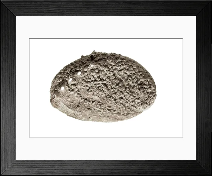 Framed Print : Fossils. Shell. Mesolithic art. SPAIN. Barcelona. Archaeology Museum of Catalonia. Proc: SPAIN. ASTURIAS. Quintana. Posada. La Riera Cave. AISA / Everett Collection**US SALES ONLY** Framed Print : Fossils. Shell. Mesolithic art. SPAIN. Barcelona. Archaeology Museum of Catalonia. Proc: SPAIN. ASTURIAS. Quintana. Posada. La Riera Cave. AISA / Everett Collection**US SALES ONLY**