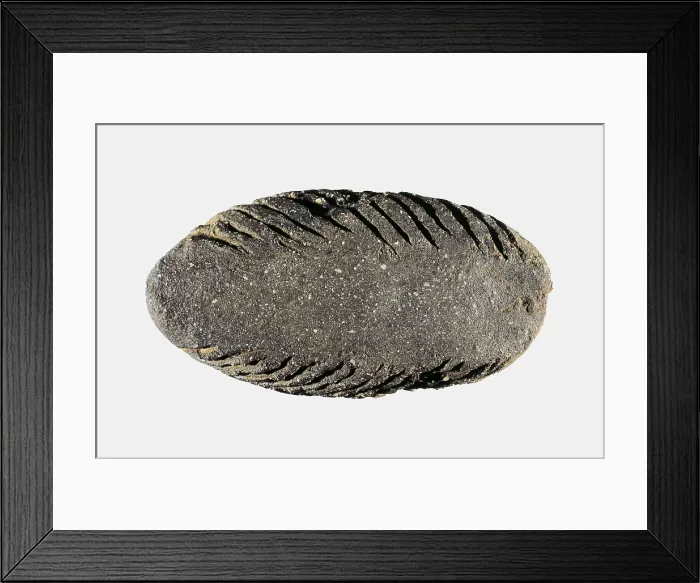 Framed Print : Scraper. Neolithic art. Decorative Arts. SPAIN. Vic. Vic Episcopal Museum. Proc: SPAIN. Carmona. AISA / Everett Collection**US SALES ONLY**