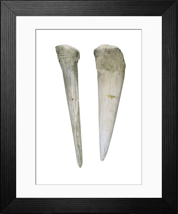 Framed Print : Bone punches. Neolithic art. Decorative Arts. SPAIN. Vic. Vic Episcopal Museum. Proc: SPAIN. CATALONIA. Vilanova de Sau. Cave of Les Grioteres