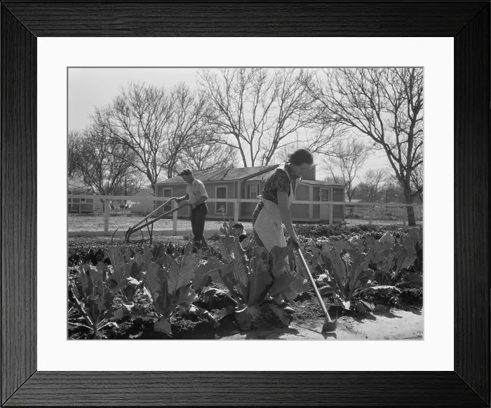 Framed Print : Couple gardening near their New Deal homestead, El Monte, California, Feb. 1936. Residents were encouraged to grow their own vegetables Framed Print : Couple gardening near their New Deal homestead, El Monte, California, Feb. 1936. Residents were encouraged to grow their own vegetables