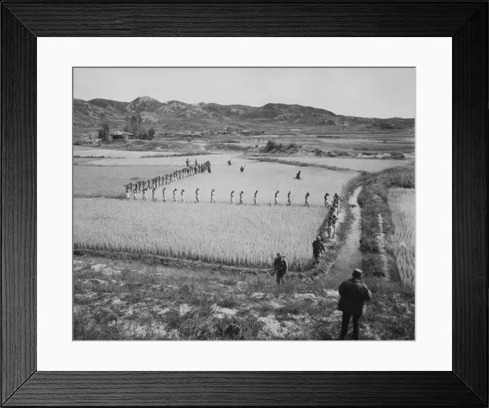 Framed Print : North Korean prisoners, taken by the Marines in a foothills fight, march single file across a rice paddy. 1950. Exact date / location unknown. Korean War, 1950-53