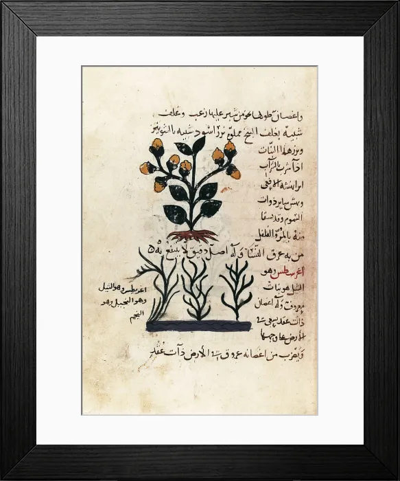 Framed Print : Arab manuscript depicting a plant (d. 138. f. 102 r.). Miniature Painting. UNITED KINGDOM. Oxford. Bodleian Library. AISA / Everett Collection**US SALES ONLY** Framed Print : Arab manuscript depicting a plant (d. 138. f. 102 r.). Miniature Painting. UNITED KINGDOM. Oxford. Bodleian Library. AISA / Everett Collection**US SALES ONLY**