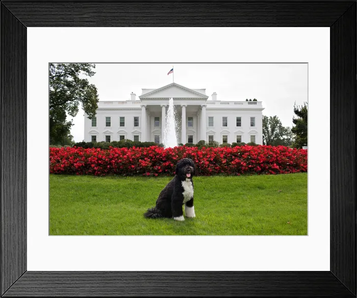 Framed Print : Bo, the Obama family dog, on the North Lawn of the White House, Sept. 28, 2012. (BSLOC_2015_3_41) Framed Print : Bo, the Obama family dog, on the North Lawn of the White House, Sept. 28, 2012. (BSLOC_2015_3_41)