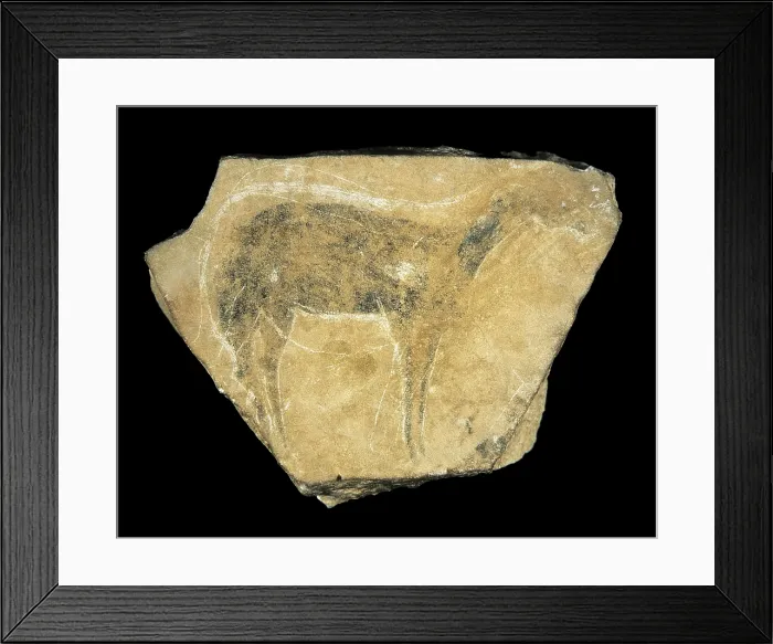 Framed Print : Black hind. Upper Paleolithic. Solutrean. SPAIN. Valencia. Valencia's Prehistory and Cultures Museum. Proc: SPAIN. VALENCIA. Barx. Parpall Cave
