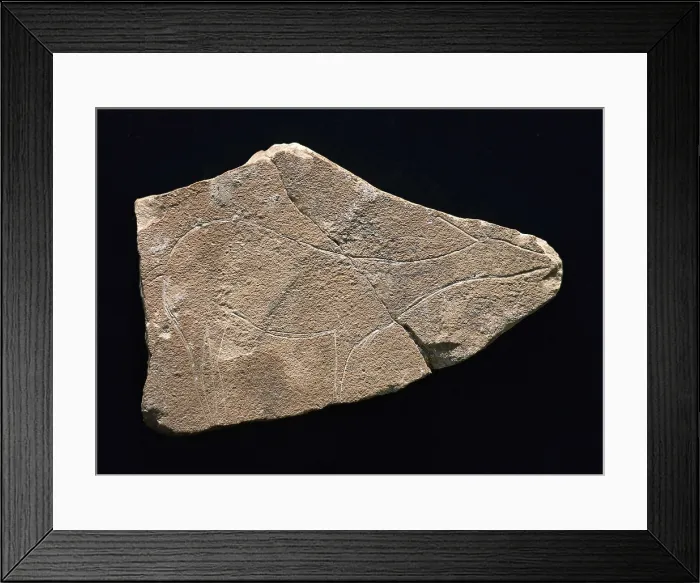 Framed Print : Hind on limestone. Upper Paleolithic. Solutrean. Petroglyph. SPAIN. Valencia. Valencia's Prehistory and Cultures Museum. Proc: SPAIN. VALENCIA. Barx. Parpall Cave