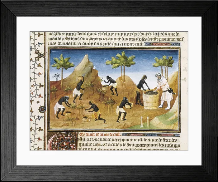 Framed Print : Polo, Marco (1254-1324). 'Book of World Wonders', manuscript edition in French (14th c.). Pepper harvest. Gothic art. Miniature Painting. FRANCE. Paris Framed Print : Polo, Marco (1254-1324). 'Book of World Wonders', manuscript edition in French (14th c.). Pepper harvest. Gothic art. Miniature Painting. FRANCE. Paris