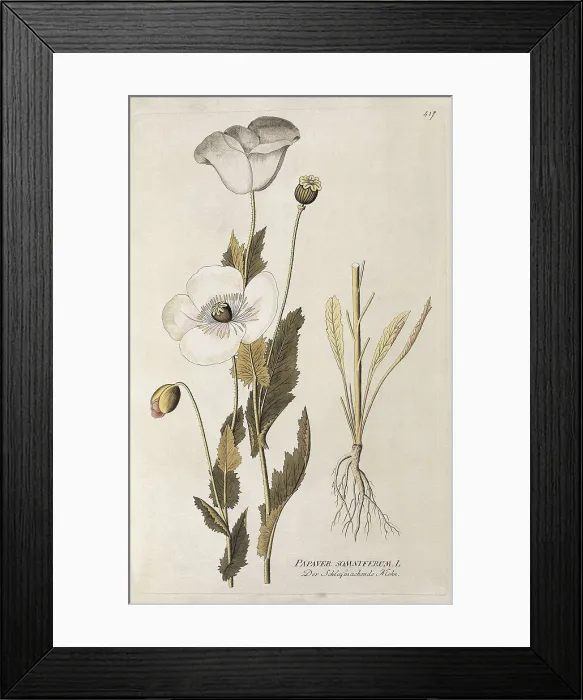Framed Print : Medical plants. Poppy (Papaver somniferum). Engraving. AISA / Everett Collection**US SALES ONLY** Framed Print : Medical plants. Poppy (Papaver somniferum). Engraving. AISA / Everett Collection**US SALES ONLY**