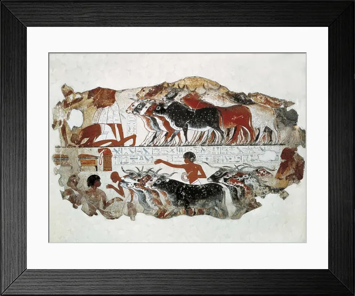 Framed Print : Cattle brought for inspection. ca. 1350 BC. 18th Dynasty. Wall painting from the tomb of Nebamun. Egyptian art. New Kingdom. Painting. UNITED KINGDOM. London. The British Museum