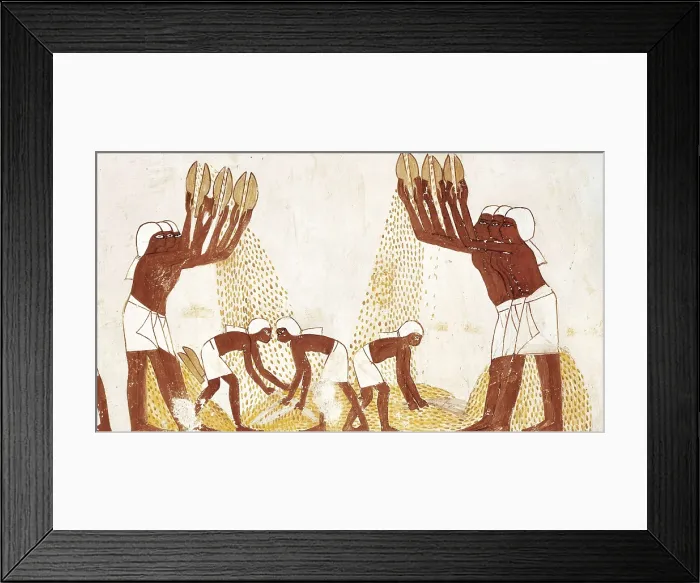 Framed Print : Winnowing of the grain in the threshing floor. s.XIV BC. EGYPT. Luxor. Thebes. 18th Dynasty. Painting that decorated the tomb of Menna, scribe of Thutmose IV. Egyptian art