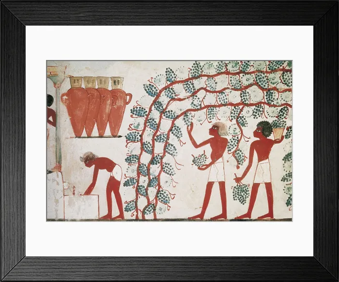 Framed Print : Tomb of Nakht. EGYPT. Dayr al-Bahri. Valley of the Nobles. Tomb of Nakht. Grape harvest. Egyptian art. New Kingdom. Painting. AISA / Everett Collection**US SALES ONLY**