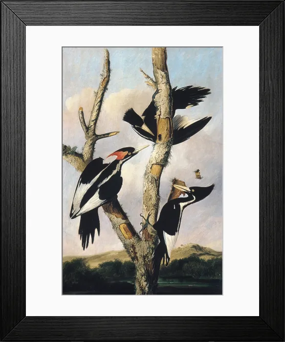 Framed Print : IVORY BILLED WOODPECKERS, by Joseph Bartholomew Kidd, 1830-31, American painting, oil on canvas