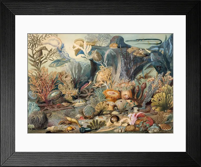 Framed Print : OCEAN LIFE, by James M. Sommerville, 1859, American watercolor painting